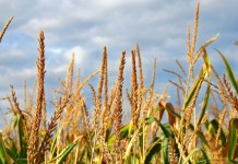 West Virginia seeks public input at October meetings corn