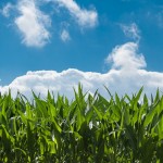 Farmers help Ohio students earn ag scholarships corn field