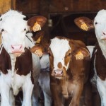New USDA app protects cattle from heat stress