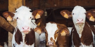 New USDA app protects cattle from heat stress