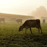 Understanding plant growth across seasons is key to grazing cows