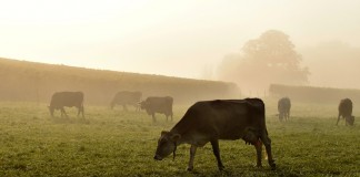 The troubling dairy economy cows