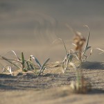Burning down the barn