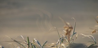Burning down the barn