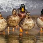 With effort, we can all be conservationists ducks
