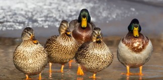 Ohio state parks to hold duck blind lotteries Aug. 17 ducks