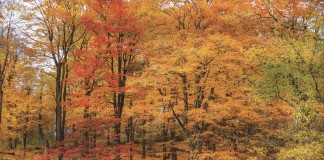 Foliage display may suffer in Pennsylvania