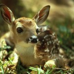 fawn