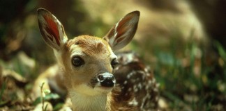 fawn