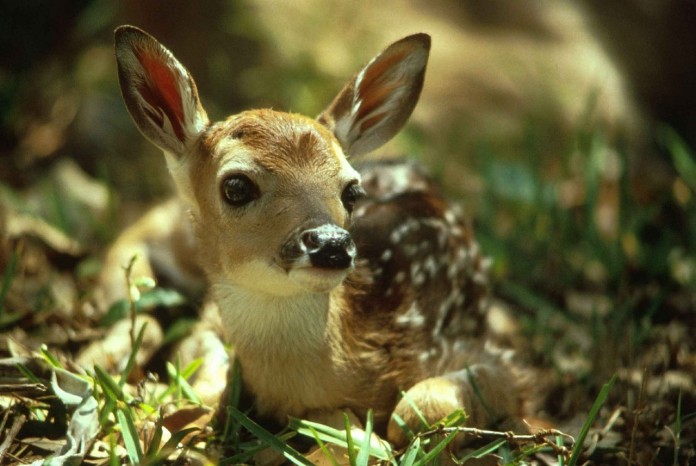 fawn