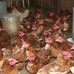 Meat supply chickens