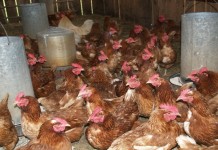Penn State researching new housing for chickens Meat supply chickens