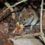 Jumping mice important to the ecosystem