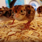Raise quail for meat and eggs