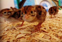 Raise quail for meat and eggs