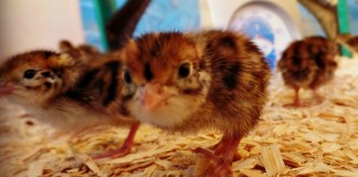 Raise quail for meat and eggs