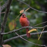 Bald backyard birds have many causes