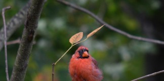 Bald backyard birds have many causes