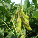 Bunge doubles contracted acres as demand for Plenish High Oleic Soybeans grows