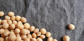 American Soybean Association seeks scholarship applicants