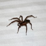 How to limit house spiders