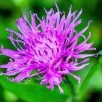Report and take action on knapweed