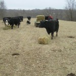 Plan now for pasture health through the winter months
