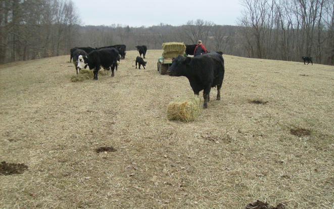 10_20 grazing col penrose web