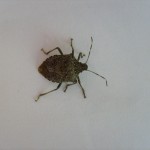 Simplest way to eliminate stink bugs indoors stink bug