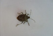 Simplest way to eliminate stink bugs indoors stink bug