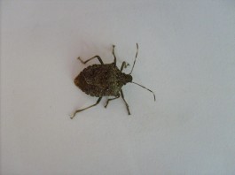 stink bug