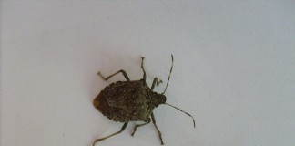 stink bug