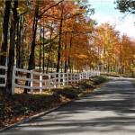 How to preserve fall foliage