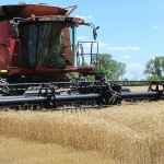 Weather woes trigger a grain market Turnaround Tuesday Wheat harvest