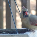 It’s time to fill the bird feeders