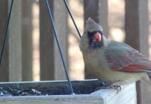 It’s time to fill the bird feeders