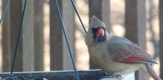 It’s time to fill the bird feeders