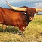 Clear Point Longhorn