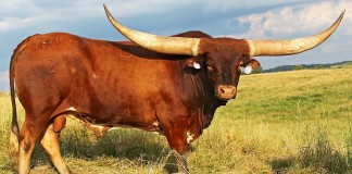 Longhorn bull