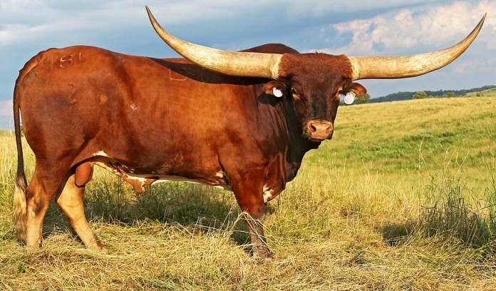 Clear Point Longhorn Longhorn bull