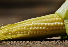Farm Science Review reveals crop prices, budgets not looking up for 2017