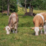 Start thinking: Water for livestock