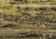 How to understand coyote vocalizations coyote