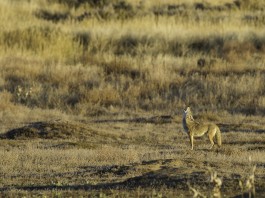 How to understand coyote vocalizations coyote