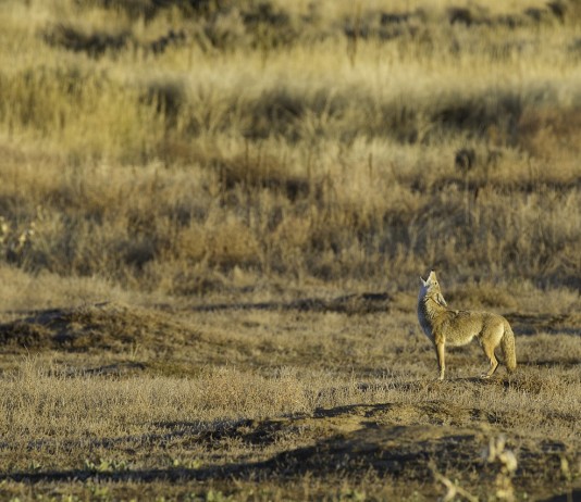 How to understand coyote vocalizations coyote