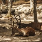The biological basis for hunting deer