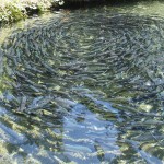 Workshop offers insight into aquaculture