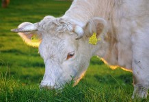 Something to chew on