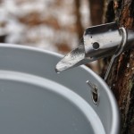 If a watched pot doesn’t boil, will it still make syrup? maple syrup making