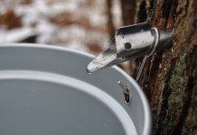 Lake Erie Maple Expo is Nov. 11-12 maple syrup making